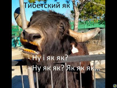 Прикрепленное изображение: yak.jpg